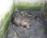 广西海狸鼠养殖场