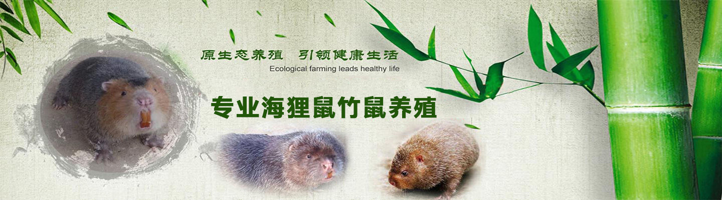 广西诗诗海狸鼠养殖基地