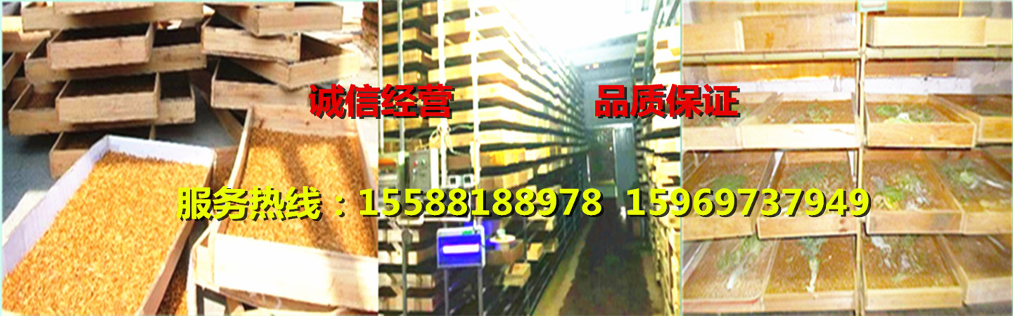 山东黄粉虫养殖-山东罗庄区虰虹黄粉虫养殖专业合作社