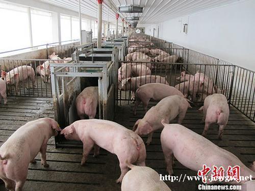 “菜篮子”价格追踪：猪肉价稳了，蔬菜、水果都降了