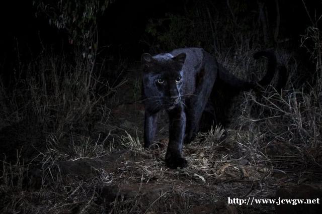 摄影师镜头下的黑豹，这是一百年来首次拍摄到的珍贵影像