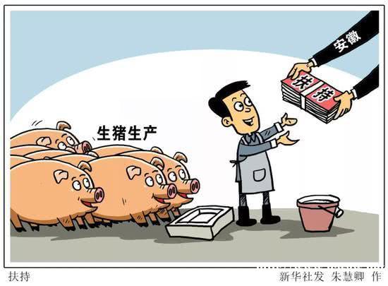 猪肉价格持续上涨 养殖户：有多少猪猪贩子都收
