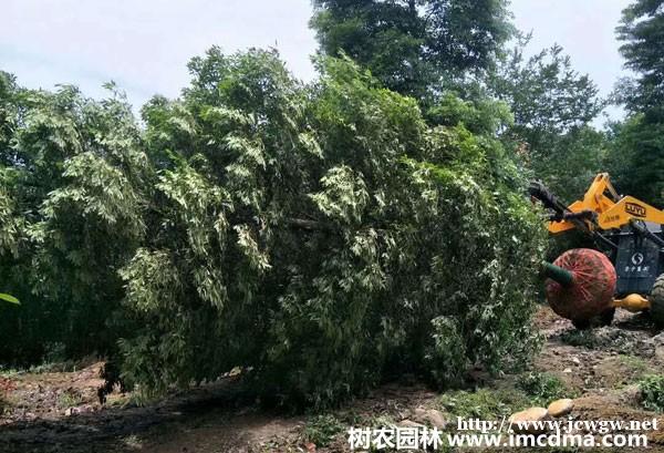 一车能装车多少棵