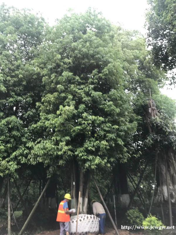 对空气净化价值高