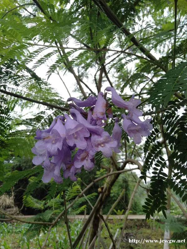 生长、开花多的种植必备条件