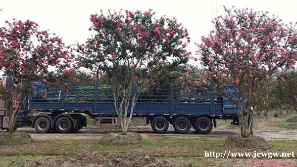 园林绿化树种几大类介绍和栽植范围