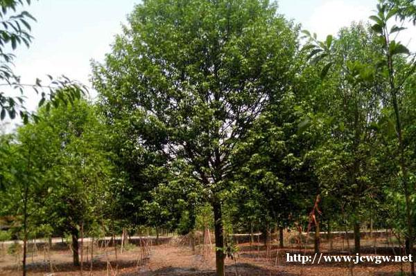 四季乐昌含笑移栽和养护，提高存活率，树形优美
