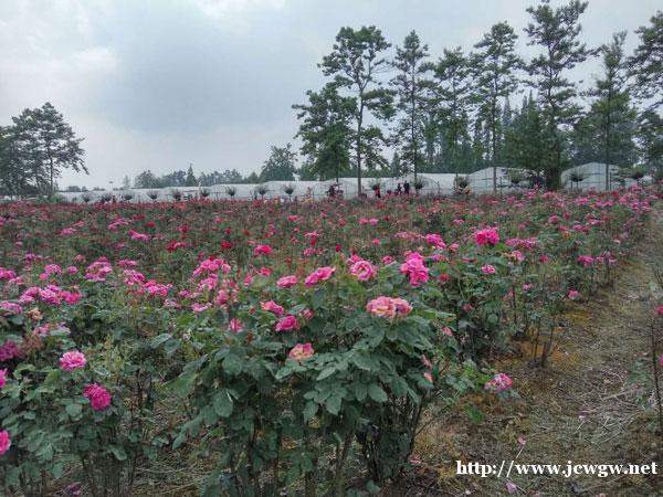 观花类常见灌木