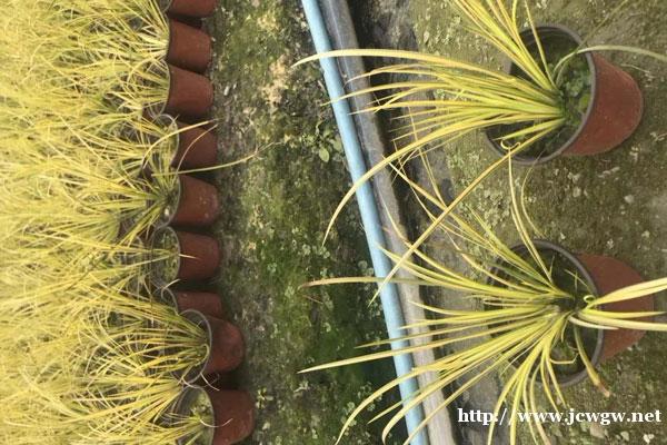 金叶石菖蒲对湿度的要求