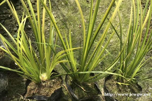 肥料养分的要求