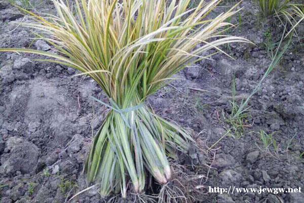 适合种植金叶石菖蒲的时间