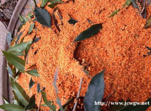 每年会开花的品种