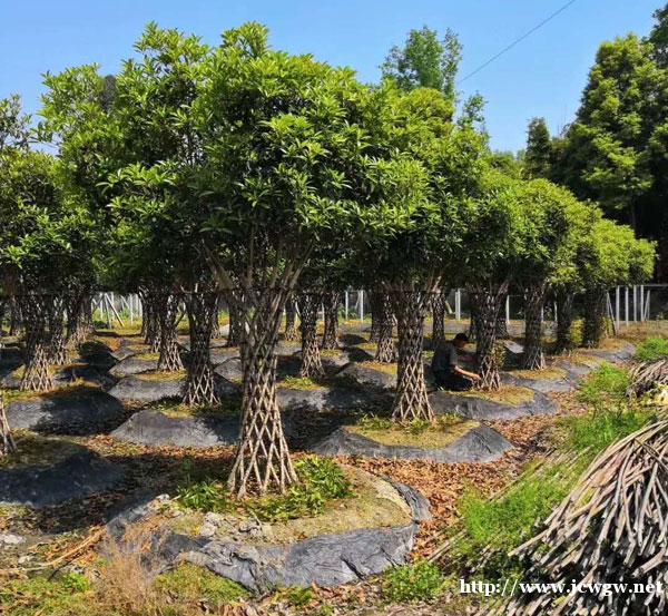 光照充足开花多