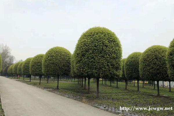 养分充足开花多