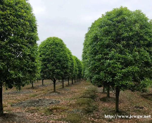 辨别是否为桂花的几个误区