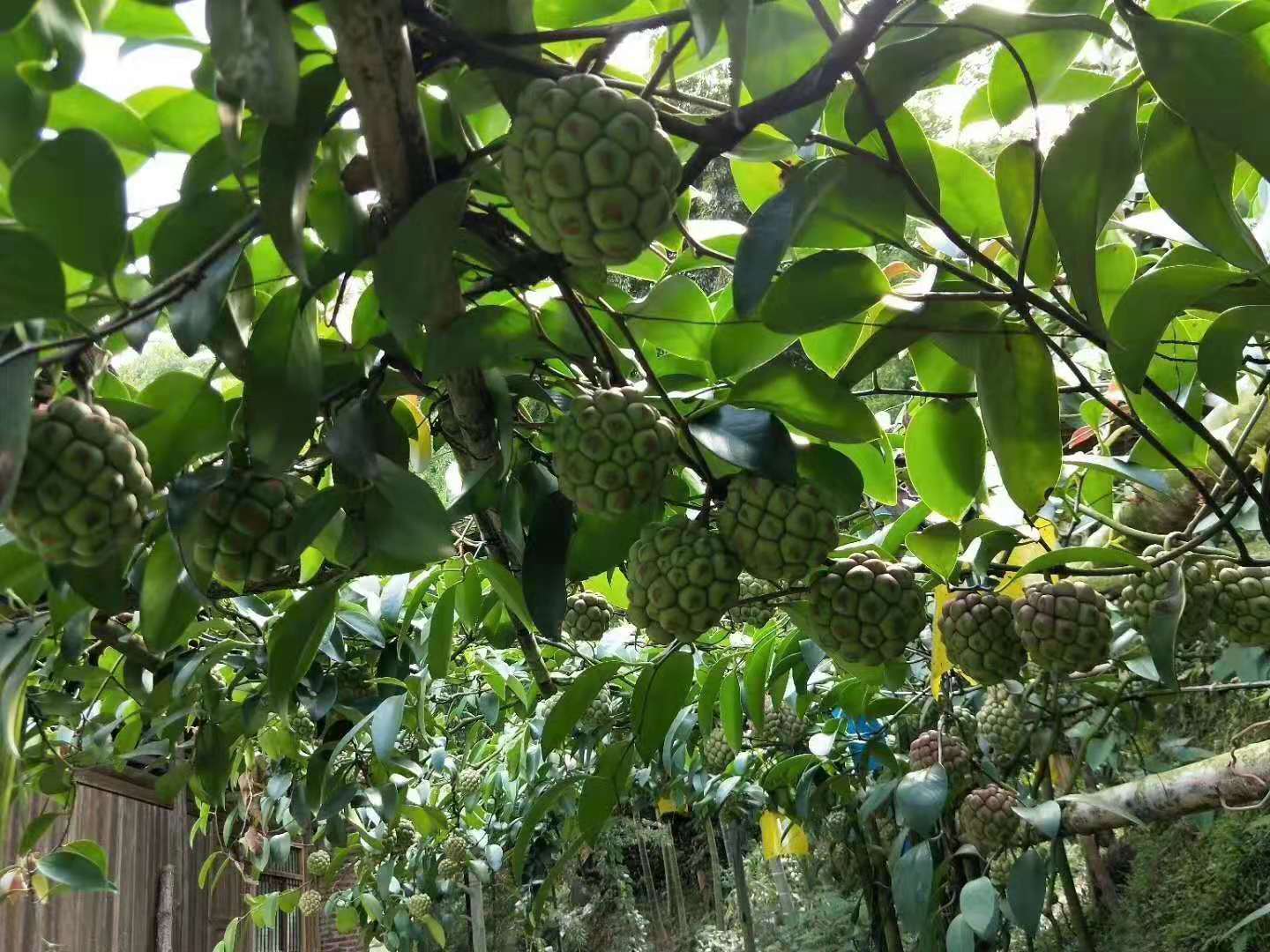 黑老虎