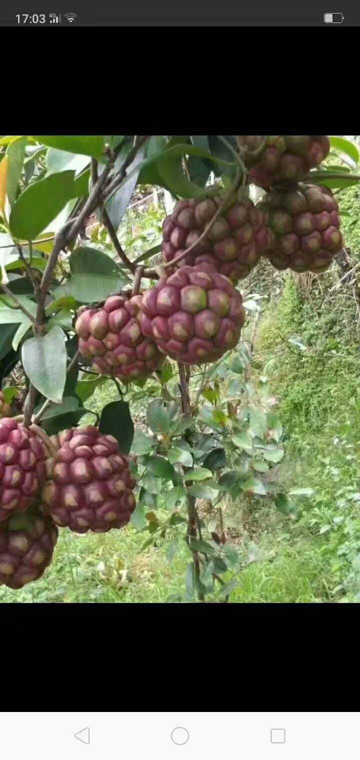 黑老虎果子