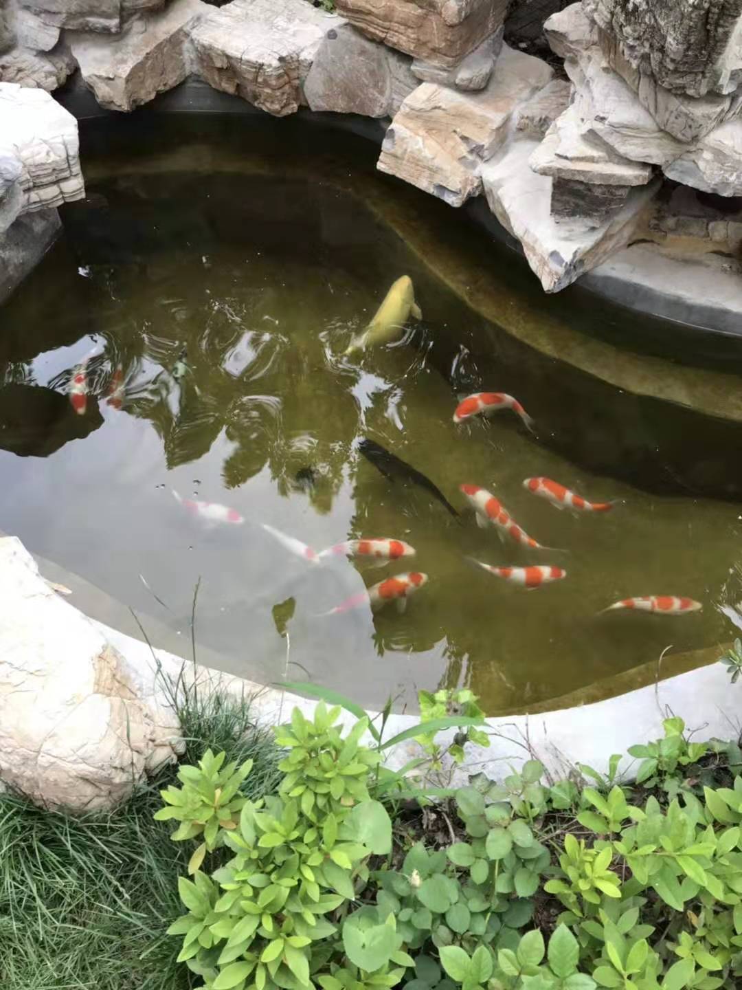 家庭庭院小鱼池一般要多少钱