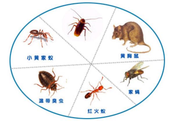 天台县四害消杀公司