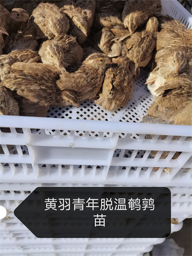连云港鹌鹑批发