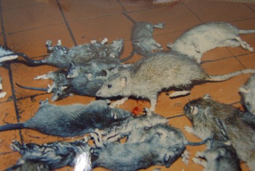在农场里杀老鼠最有效的方法是什么？