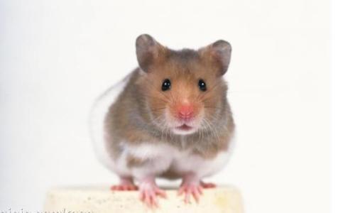 谈谈老鼠对酒店的危害以及如何在酒店灭鼠？