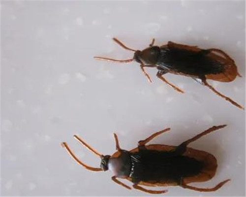 包头灭蟑螂公司分析了蟑螂的一般生活习性特征。