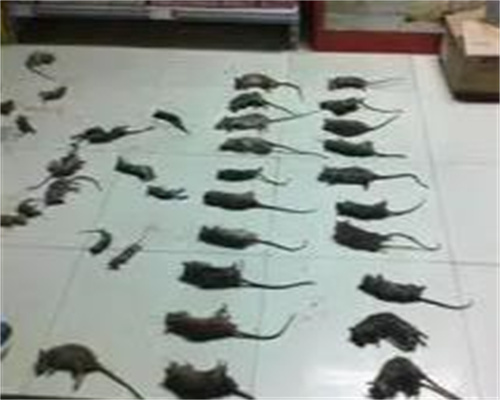 昭通灭鼠公司介绍了几种灭鼠方法