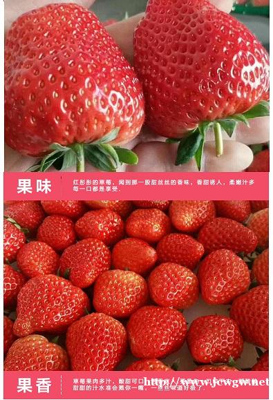 香恋果业 丹东九九草莓(牛奶草莓)3斤150元 产地直发 全 香恋果业 丹东九九草莓(牛奶草莓)3斤150元 产地直发 全