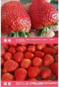 香恋果业 丹东九九草莓(牛奶草莓)3斤150元 产地直发 全