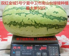 双红金城5号种子批发价格_双红瓤八农金城五号哪家好_双红金5