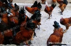 云南势翔禽业常年供应优质纯种的云南本地高脚土鸡苗无量山乌骨鸡