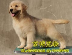 出售金毛幼犬 大骨架金毛 英系大头金毛 金毛犬舍