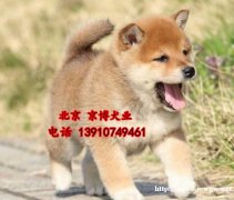 赛级柴犬多少钱 日系柴犬出售 柴犬犬舍直销