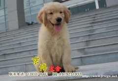 赛级金毛幼犬出售 3个月金毛多少斤 金毛犬舍