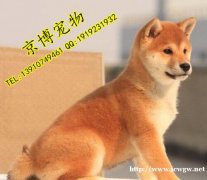 柴犬幼犬出售 柴犬图片 柴犬什么价位