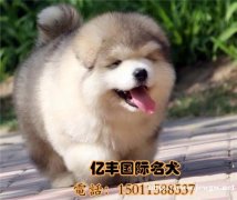 出售纯种阿拉斯加 赛级阿拉斯加幼犬 亿丰犬舍直销