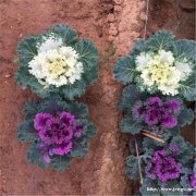 羽衣甘蓝价格种植基地 冬季耐寒抗冻草花 白色紫色羽衣甘蓝