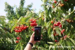 北京通州西集大樱桃熟了