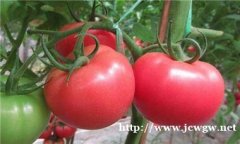安阳番茄种苗育苗基地 育大果番茄苗品种