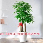 上海武宁路金沙江路大渡河路绿植花卉植物租摆植物租赁