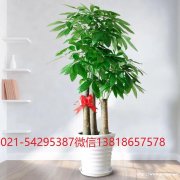 普陀区大渡河路中江路金沙江路花卉绿植植物租摆植物租赁植物租摆