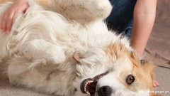 猫咪不绝育的“危害”，你了解多少？