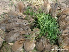 农村致富养殖肉兔种兔利润分析山东肉兔种兔养殖场