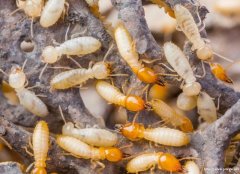 白蚁防治公司介绍了新房白蚁出现的原因