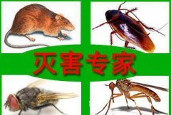西藏害虫防治公司教你一些解决家庭害虫的方法