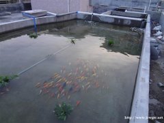 深圳私家錦鯉魚池過濾系統