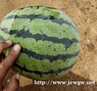 春季种植西瓜时候应当注意什么