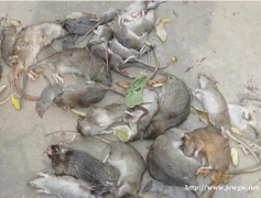 台州灭鼠公司快速上门有效的灭鼠方法