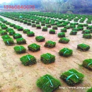 福州马尼拉草坪批发直供优 质草皮草场量大从优